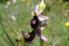 Ophrys bertolonii