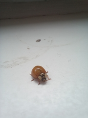 Harmonia axyridis