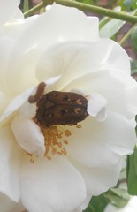 Tephraea leucomelona