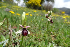 Ophrys bertolonii