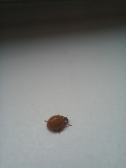 Harmonia axyridis