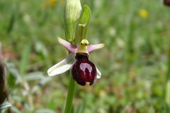 Ophrys bertolonii