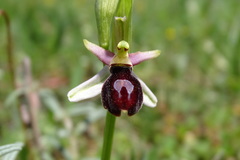 Ophrys bertolonii
