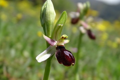 Ophrys bertolonii