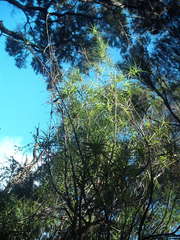 Dracophyllum sinclairii