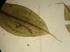 Ptychostomum torquescens