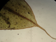 Ptychostomum torquescens