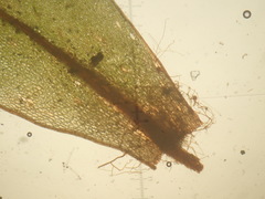 Ptychostomum torquescens