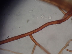 Ptychostomum torquescens
