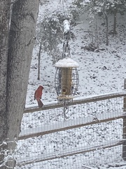 Cardinalis cardinalis cardinalis
