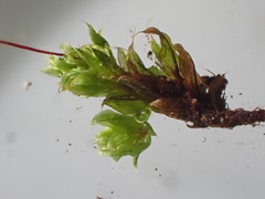 Ptychostomum torquescens