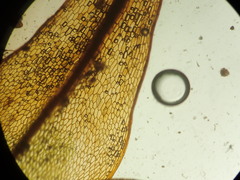 Ptychostomum torquescens