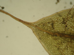Ptychostomum torquescens