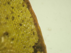 Ptychostomum torquescens