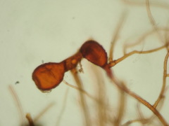 Ptychostomum torquescens