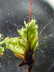 Ptychostomum torquescens