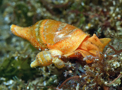 Volvatella vigourouxi