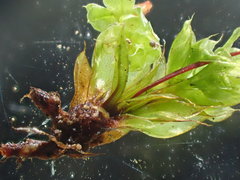 Ptychostomum torquescens