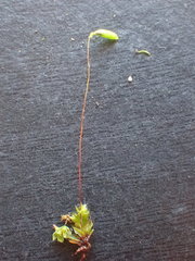 Ptychostomum torquescens