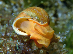 Volvatella vigourouxi