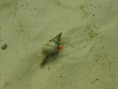 Africofusus ocelliferus