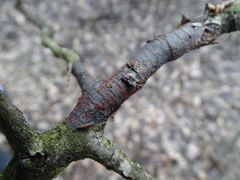 Dialonectria episphaeria