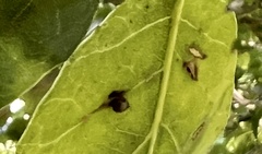 Dryocosmus minusculus