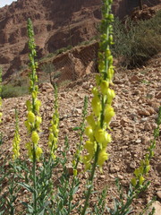 Linaria ventricosa
