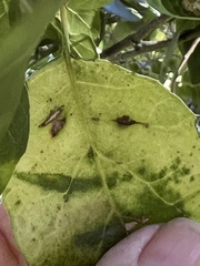 Dryocosmus minusculus