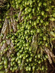 Plagiothecium cavifolium