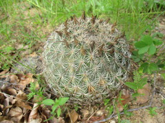 Coryphantha recurvata recurvata