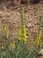 Linaria ventricosa