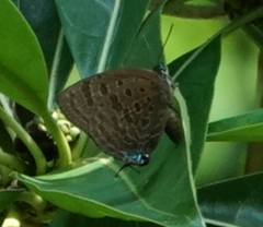 Arhopala athada