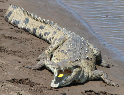 American Crocodile