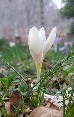 Crocus corsicus