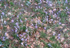Crocus corsicus
