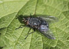 Diptera