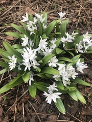 Scilla mischtschenkoana