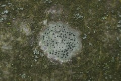 Lecidella elaeochroma