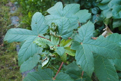 Dasineura irregularis