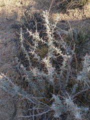 Tetradymia stenolepis