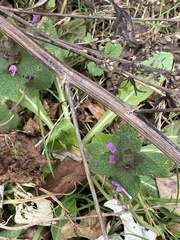 Lamium purpureum