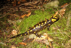 Salamandra corsica
