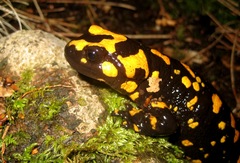 Salamandra corsica