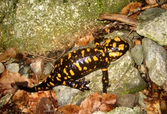 Salamandra corsica