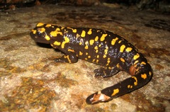 Salamandra corsica