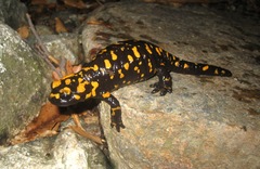 Salamandra corsica