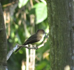 Myiarchus barbirostris