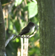 Myiarchus barbirostris