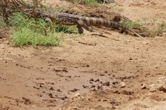 Varanus albigularis microstictus
